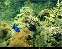 In immersione